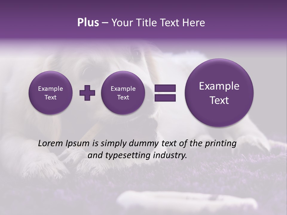 A White Dog Laying On A Purple Rug With A Toothbrush In Its Mouth PowerPoint Template