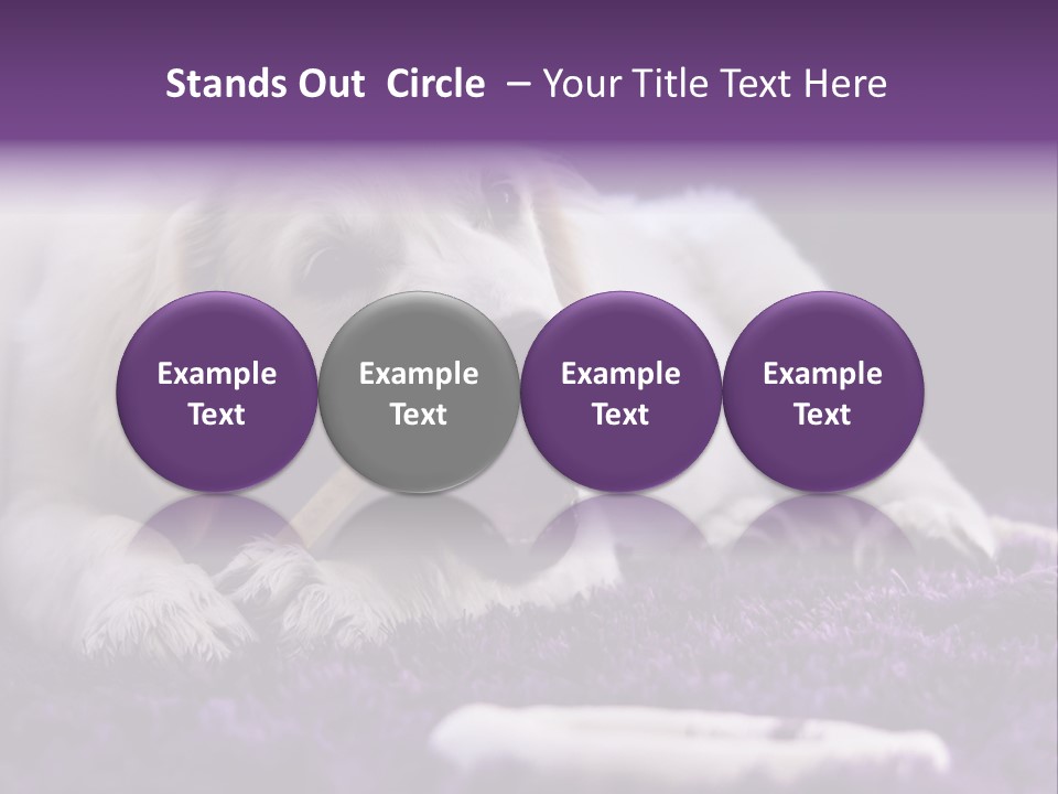 A White Dog Laying On A Purple Rug With A Toothbrush In Its Mouth PowerPoint Template