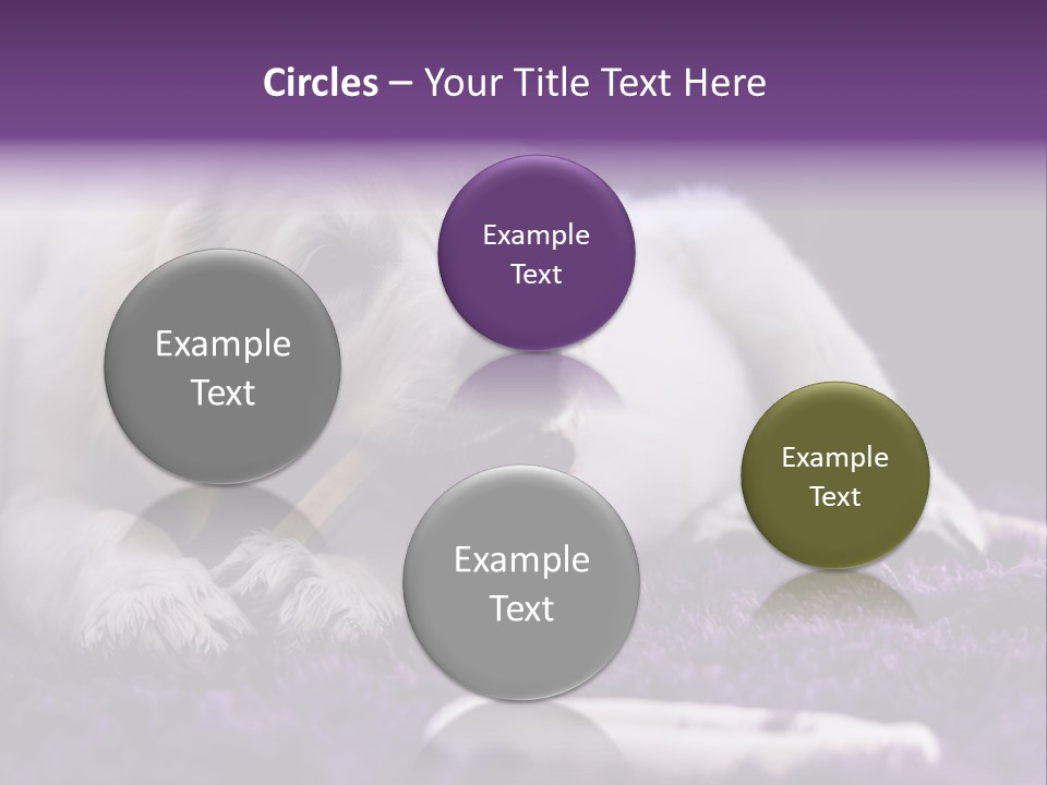 A White Dog Laying On A Purple Rug With A Toothbrush In Its Mouth PowerPoint Template
