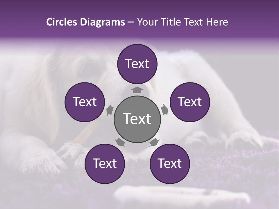 A White Dog Laying On A Purple Rug With A Toothbrush In Its Mouth PowerPoint Template