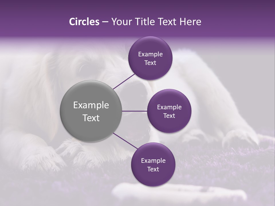 A White Dog Laying On A Purple Rug With A Toothbrush In Its Mouth PowerPoint Template