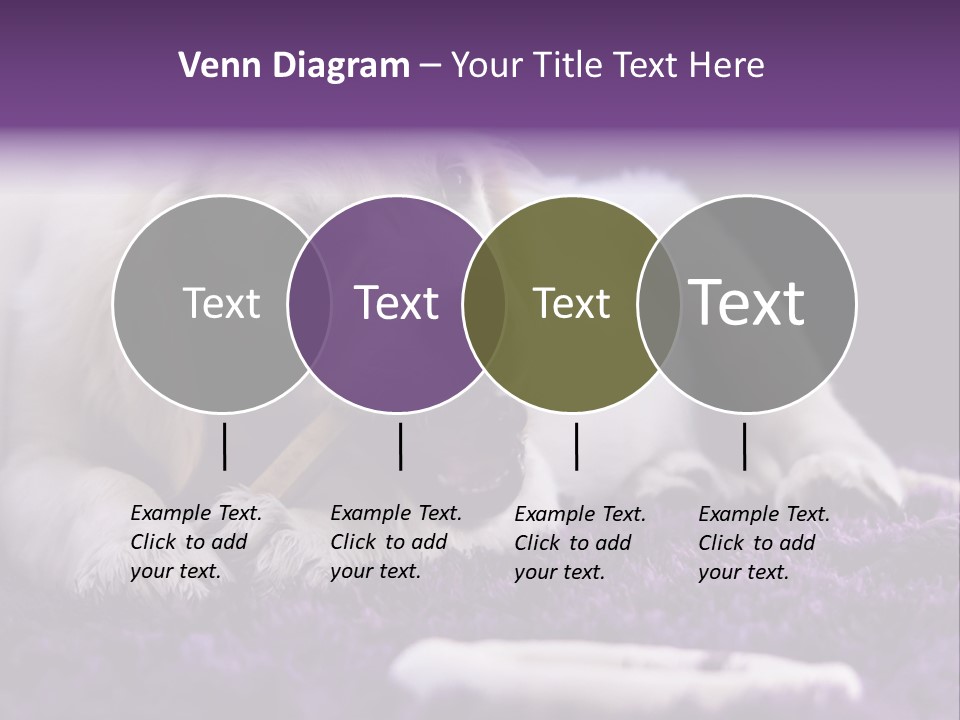 A White Dog Laying On A Purple Rug With A Toothbrush In Its Mouth PowerPoint Template