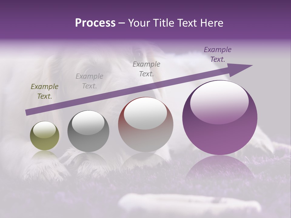 A White Dog Laying On A Purple Rug With A Toothbrush In Its Mouth PowerPoint Template