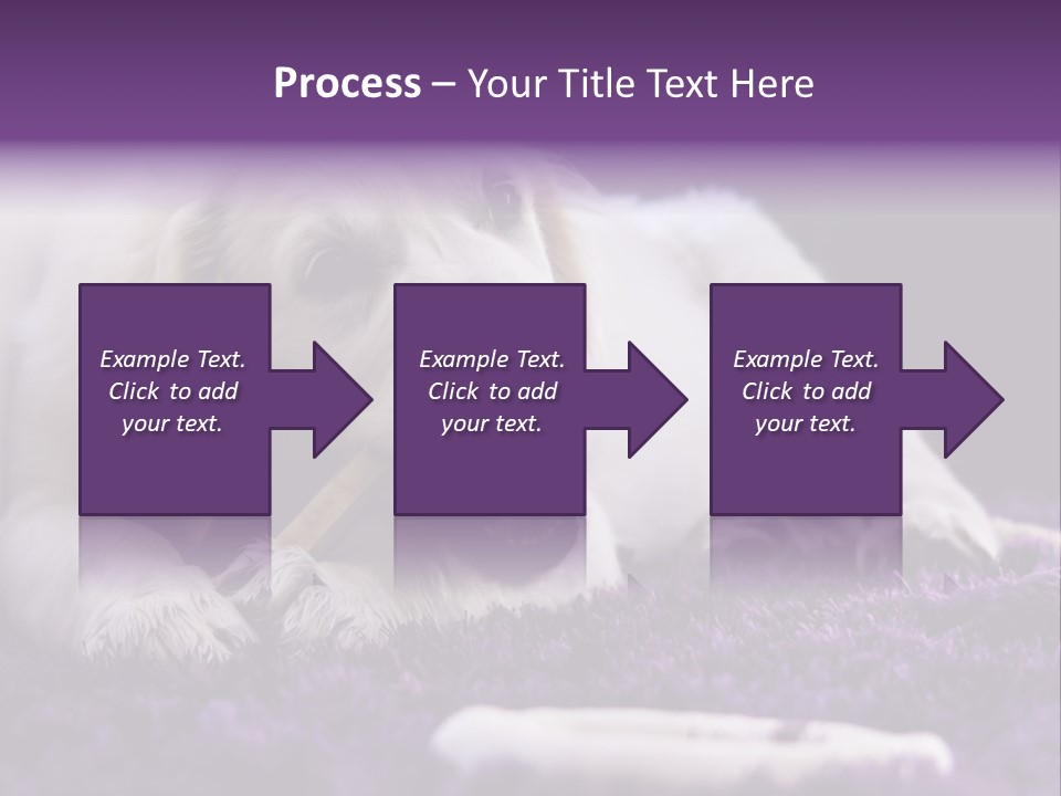 A White Dog Laying On A Purple Rug With A Toothbrush In Its Mouth PowerPoint Template