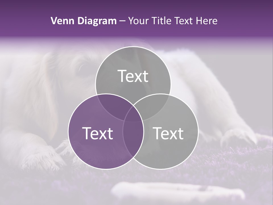 A White Dog Laying On A Purple Rug With A Toothbrush In Its Mouth PowerPoint Template