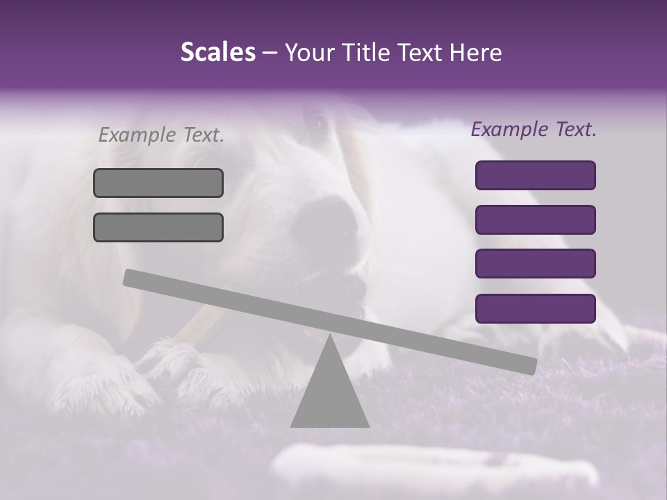 A White Dog Laying On A Purple Rug With A Toothbrush In Its Mouth PowerPoint Template
