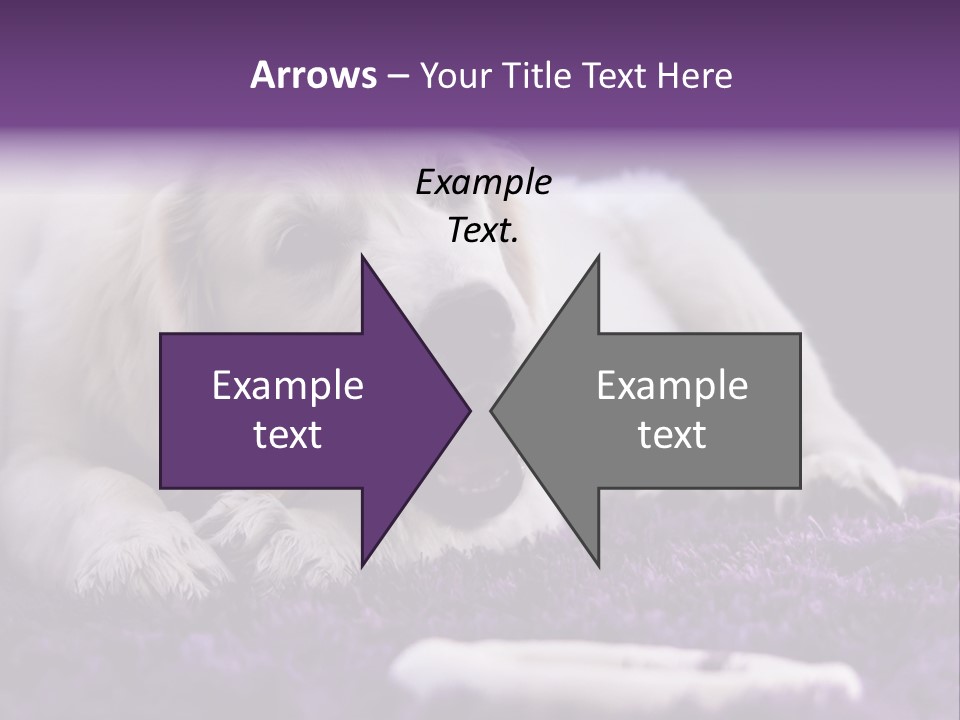 A White Dog Laying On A Purple Rug With A Toothbrush In Its Mouth PowerPoint Template