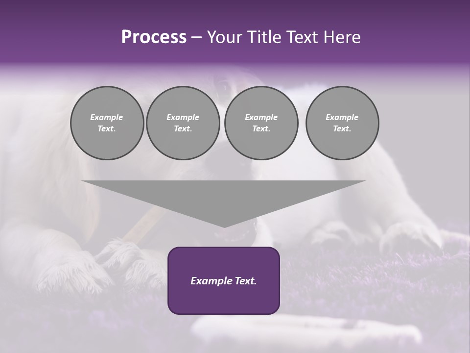 A White Dog Laying On A Purple Rug With A Toothbrush In Its Mouth PowerPoint Template