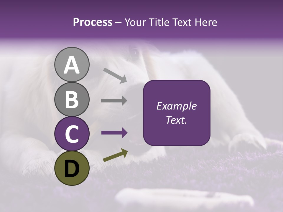 A White Dog Laying On A Purple Rug With A Toothbrush In Its Mouth PowerPoint Template