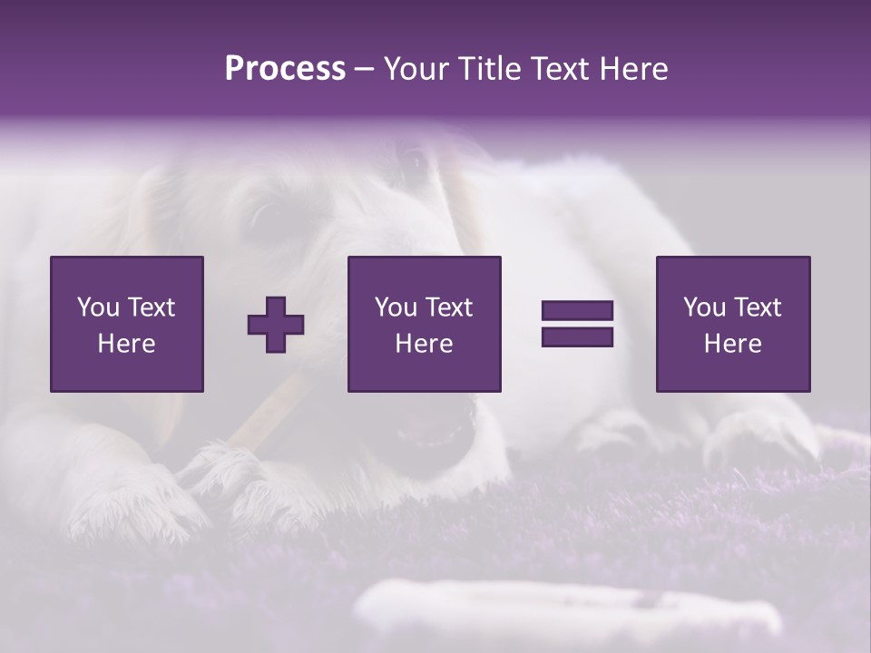 A White Dog Laying On A Purple Rug With A Toothbrush In Its Mouth PowerPoint Template