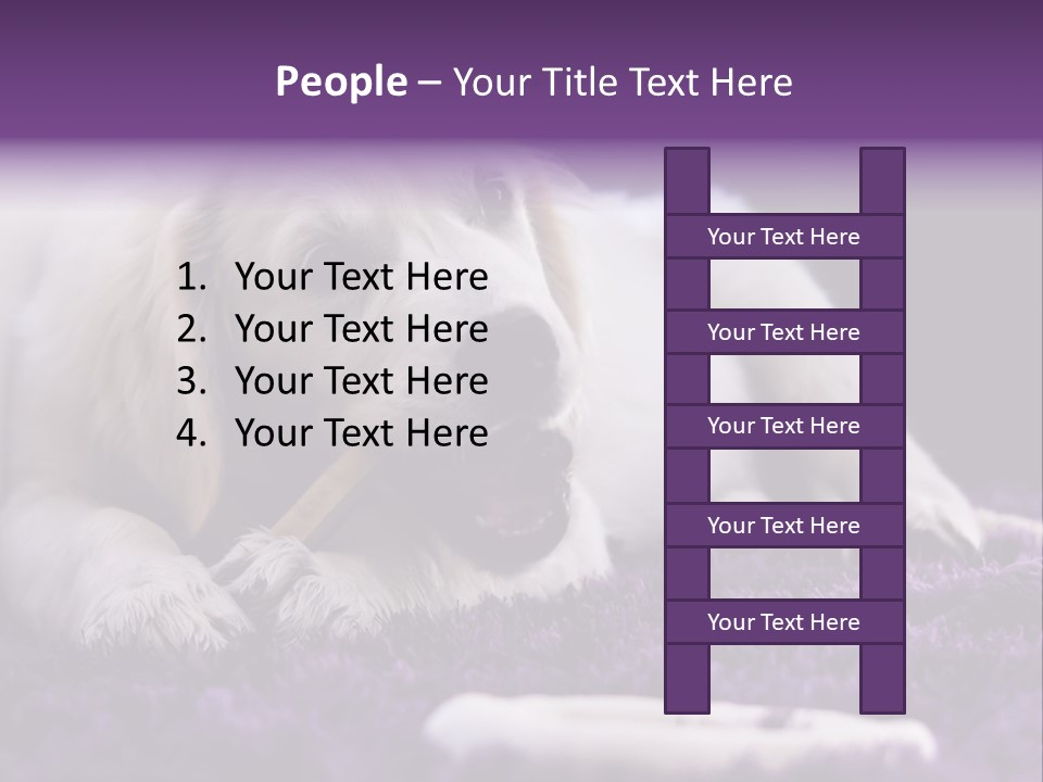 A White Dog Laying On A Purple Rug With A Toothbrush In Its Mouth PowerPoint Template