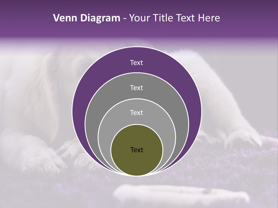 A White Dog Laying On A Purple Rug With A Toothbrush In Its Mouth PowerPoint Template