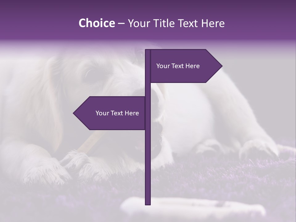 A White Dog Laying On A Purple Rug With A Toothbrush In Its Mouth PowerPoint Template