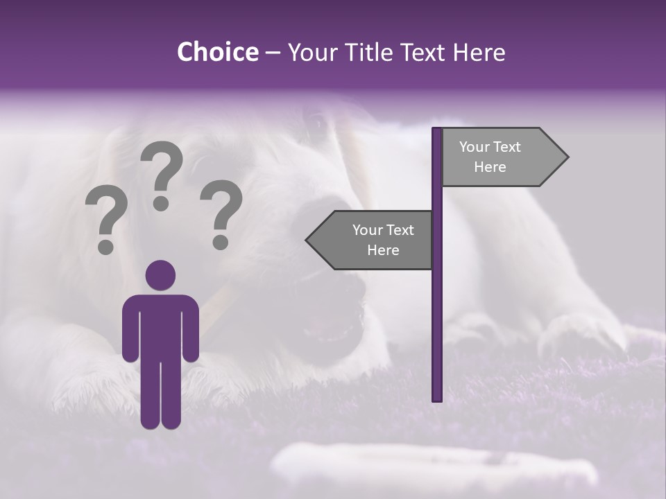 A White Dog Laying On A Purple Rug With A Toothbrush In Its Mouth PowerPoint Template