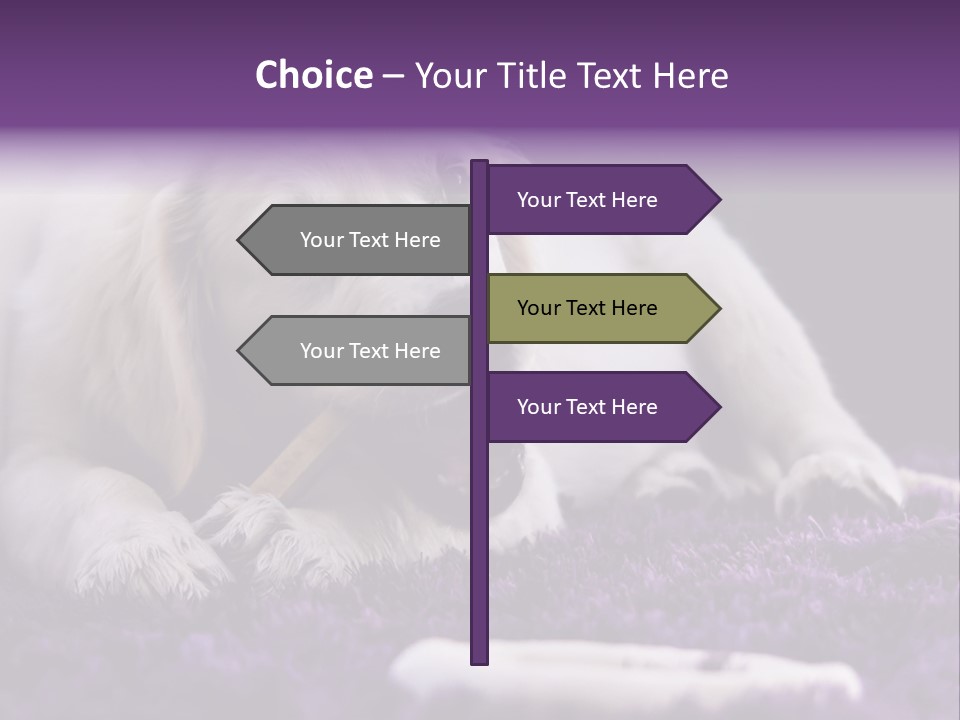 A White Dog Laying On A Purple Rug With A Toothbrush In Its Mouth PowerPoint Template