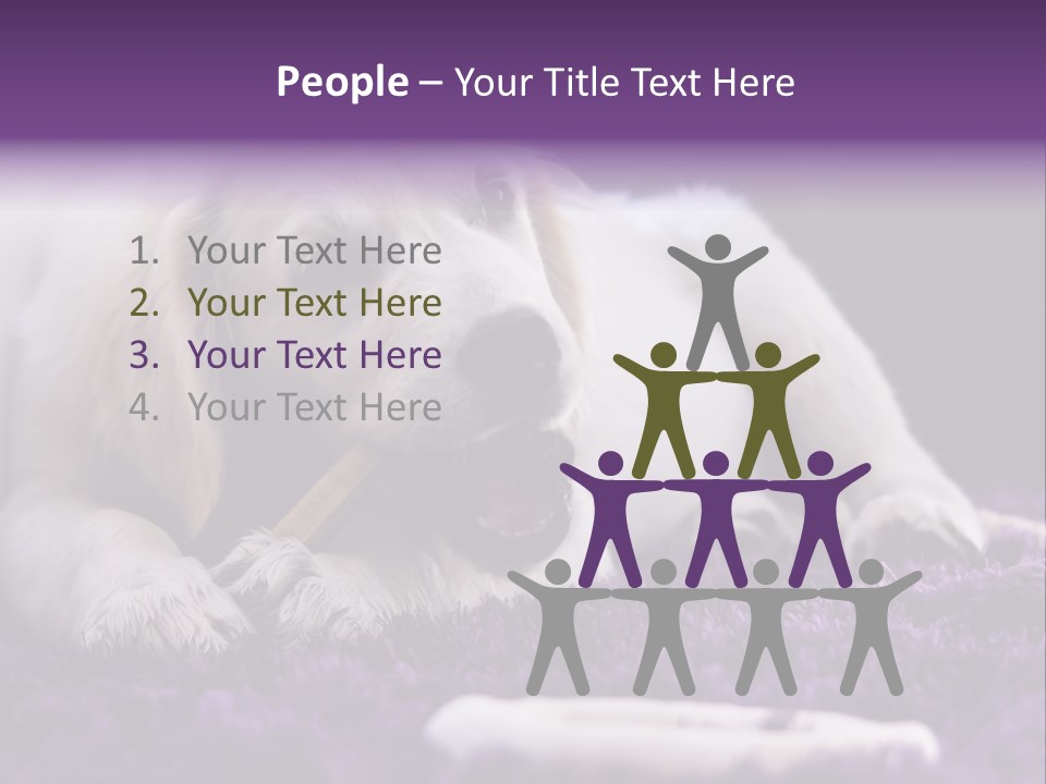 A White Dog Laying On A Purple Rug With A Toothbrush In Its Mouth PowerPoint Template