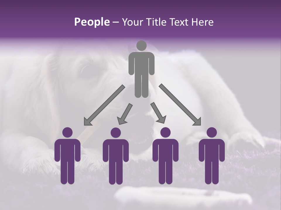 A White Dog Laying On A Purple Rug With A Toothbrush In Its Mouth PowerPoint Template