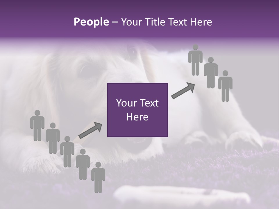 A White Dog Laying On A Purple Rug With A Toothbrush In Its Mouth PowerPoint Template
