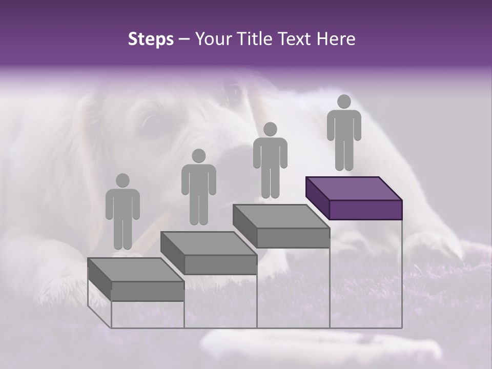 A White Dog Laying On A Purple Rug With A Toothbrush In Its Mouth PowerPoint Template