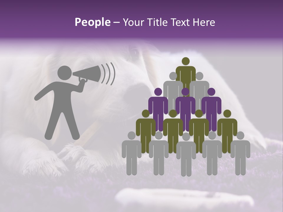 A White Dog Laying On A Purple Rug With A Toothbrush In Its Mouth PowerPoint Template