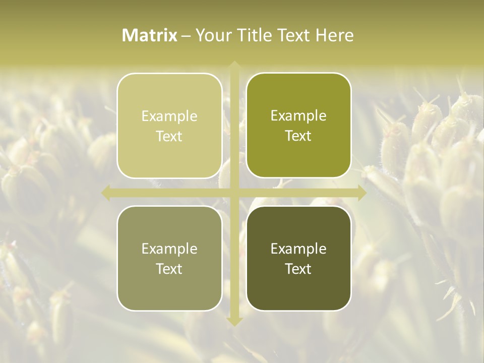 Screen Flowered Closeup Plant PowerPoint Template