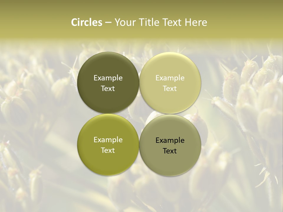 Screen Flowered Closeup Plant PowerPoint Template