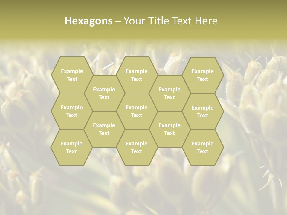 Screen Flowered Closeup Plant PowerPoint Template