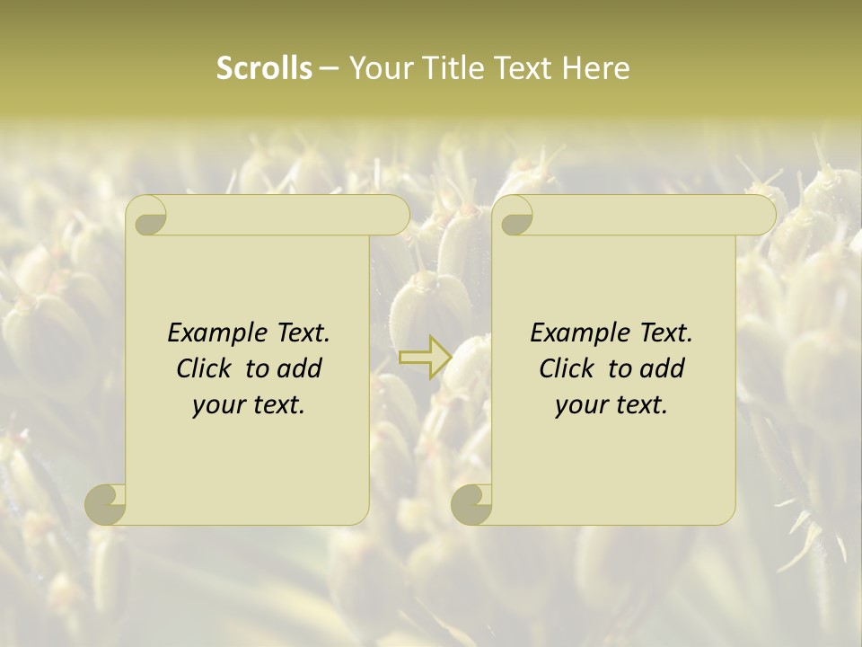 Screen Flowered Closeup Plant PowerPoint Template