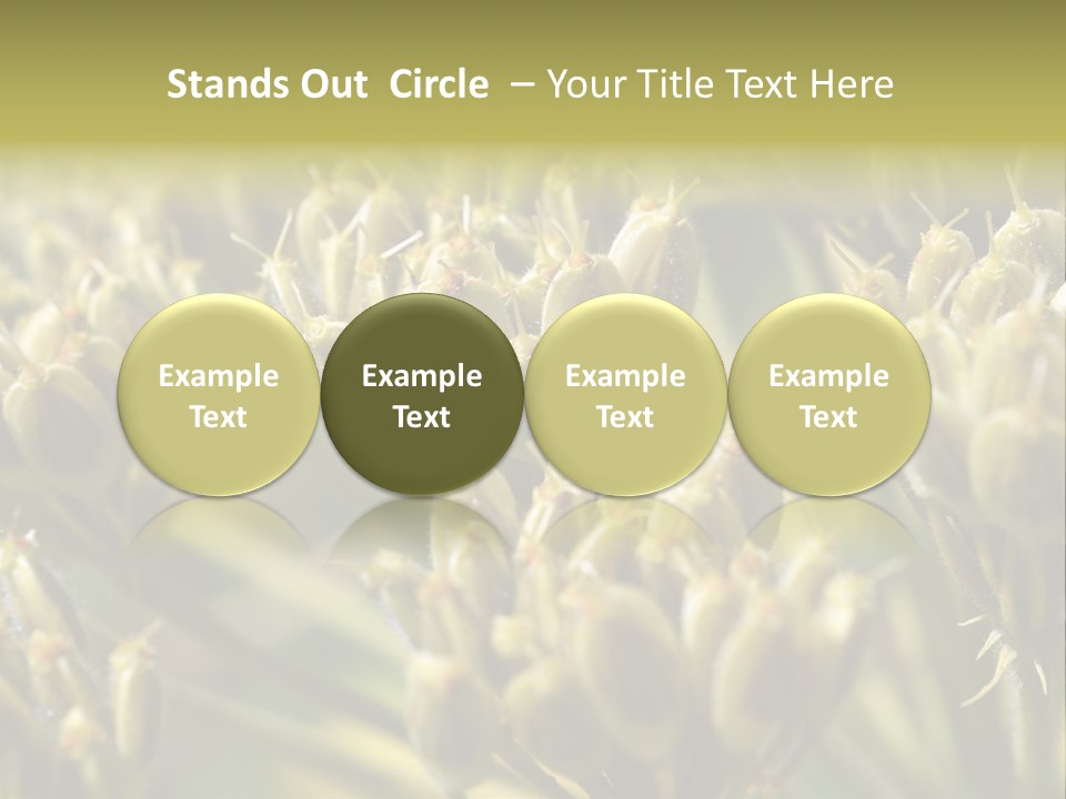 Screen Flowered Closeup Plant PowerPoint Template
