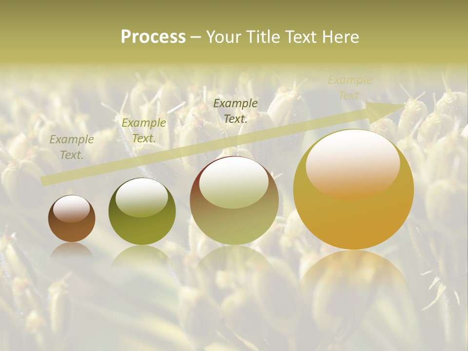 Screen Flowered Closeup Plant PowerPoint Template