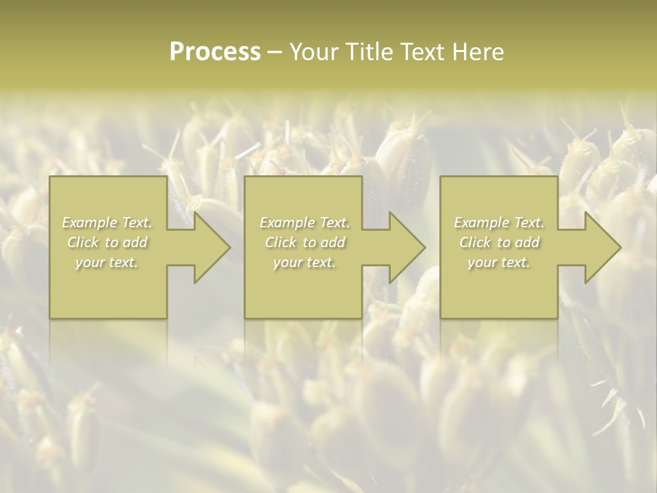 Screen Flowered Closeup Plant PowerPoint Template