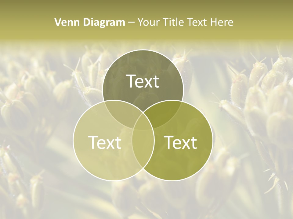 Screen Flowered Closeup Plant PowerPoint Template