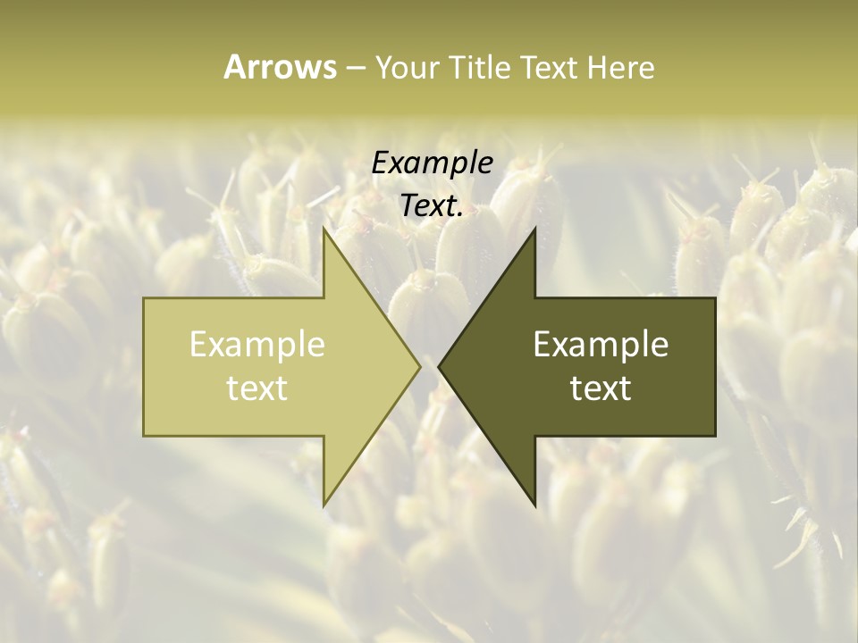 Screen Flowered Closeup Plant PowerPoint Template