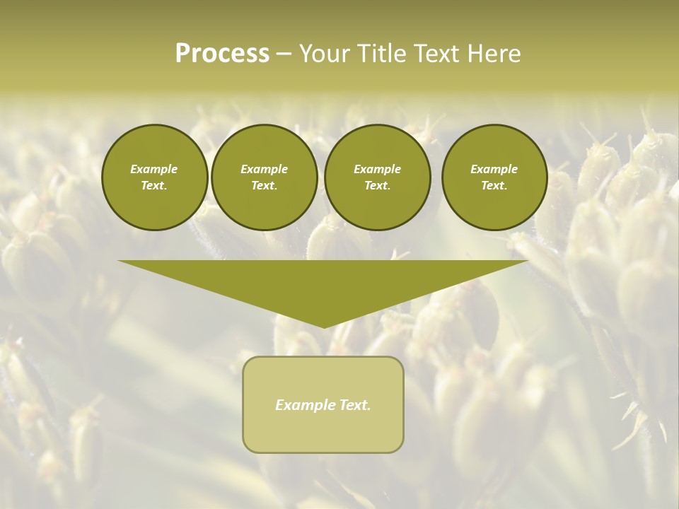 Screen Flowered Closeup Plant PowerPoint Template