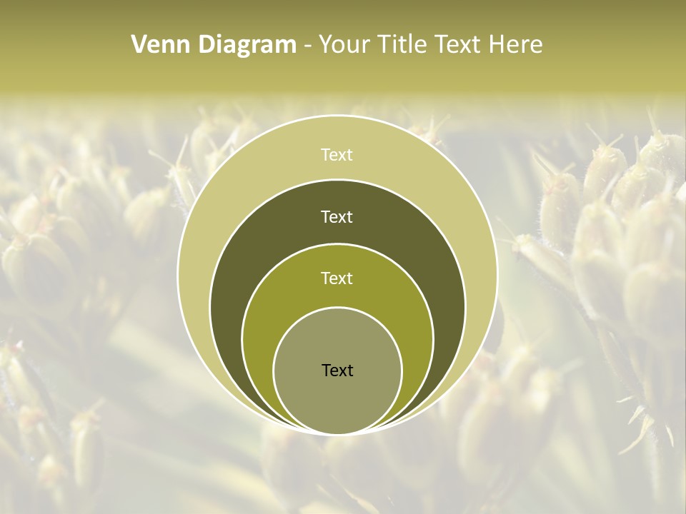 Screen Flowered Closeup Plant PowerPoint Template