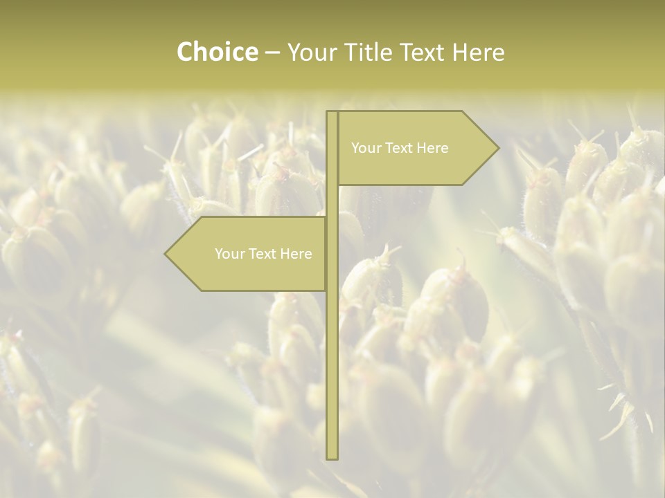 Screen Flowered Closeup Plant PowerPoint Template