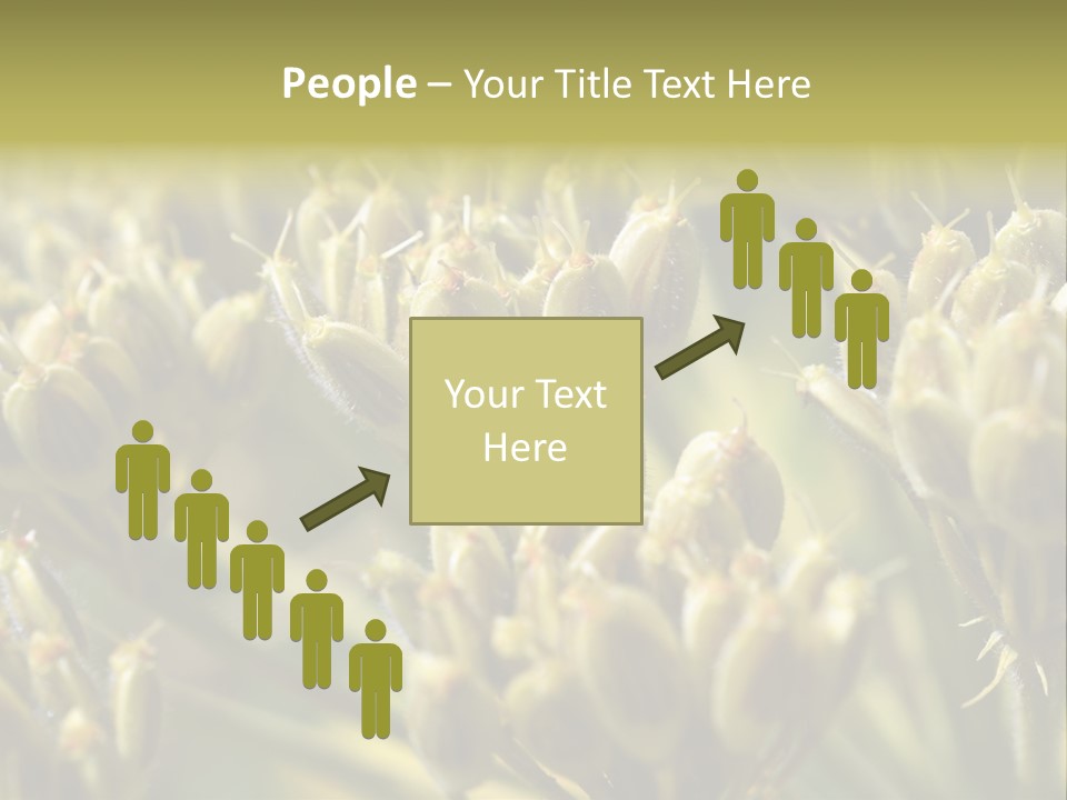 Screen Flowered Closeup Plant PowerPoint Template