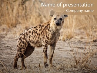Zambia Predator Nationalpark PowerPoint Template