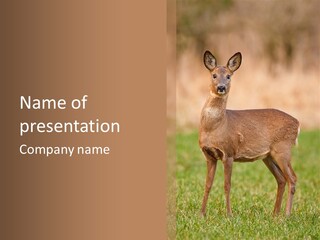 Roe Bock Female PowerPoint Template