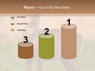 Roe Bock Female PowerPoint Template