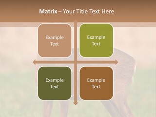 Roe Bock Female PowerPoint Template