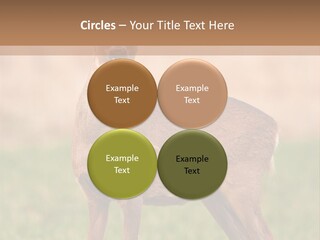Roe Bock Female PowerPoint Template