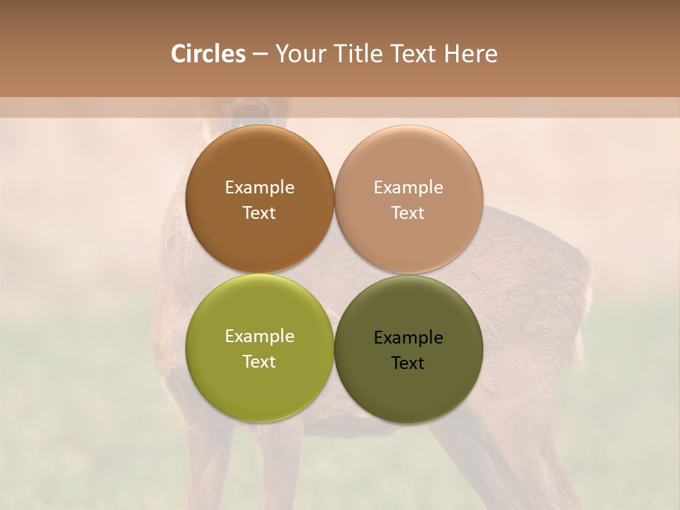 Roe Bock Female PowerPoint Template