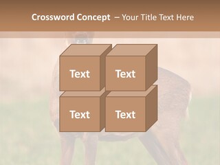 Roe Bock Female PowerPoint Template