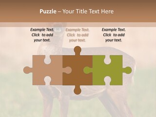 Roe Bock Female PowerPoint Template