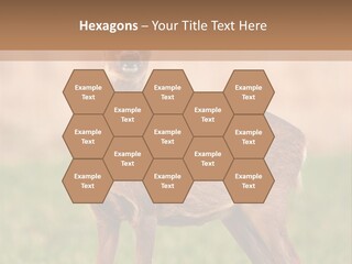 Roe Bock Female PowerPoint Template