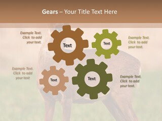 Roe Bock Female PowerPoint Template