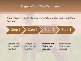 Roe Bock Female PowerPoint Template