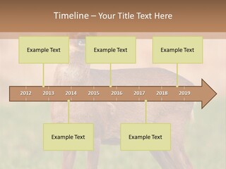 Roe Bock Female PowerPoint Template