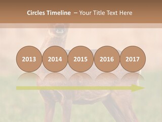 Roe Bock Female PowerPoint Template